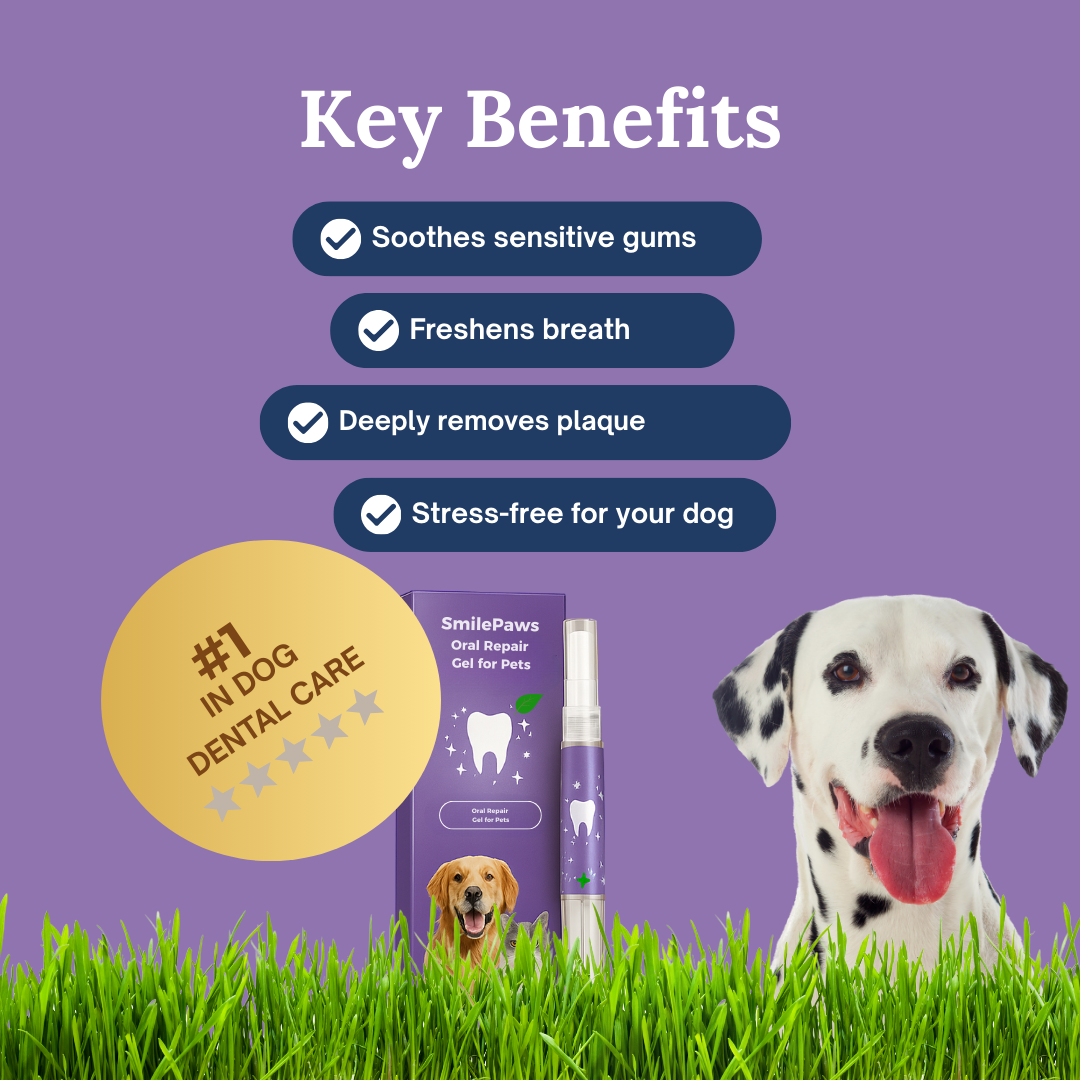 SmilePaws: The easiest way to protect your dog’s teeth — before problems start