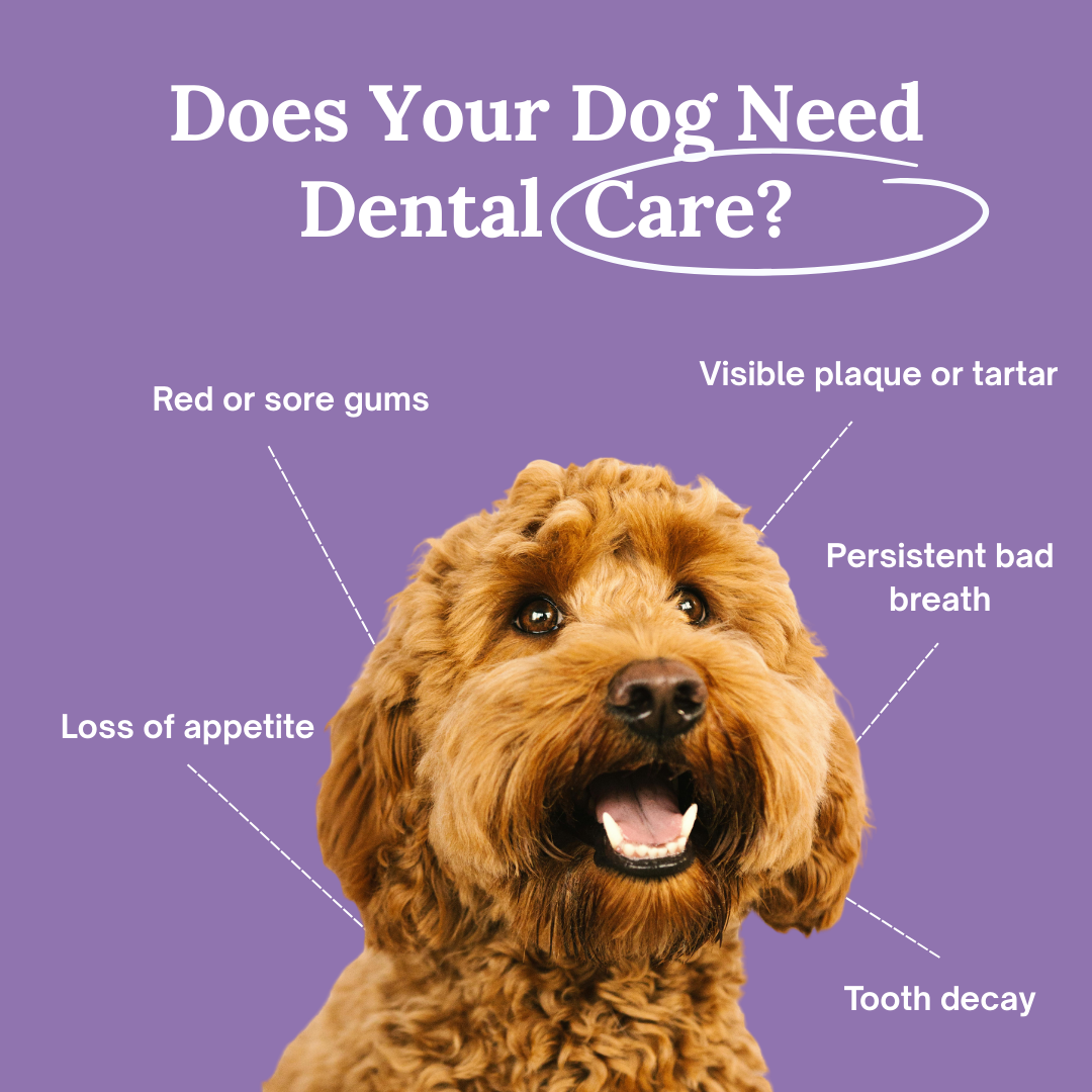 SmilePaws: The easiest way to protect your dog’s teeth — before problems start