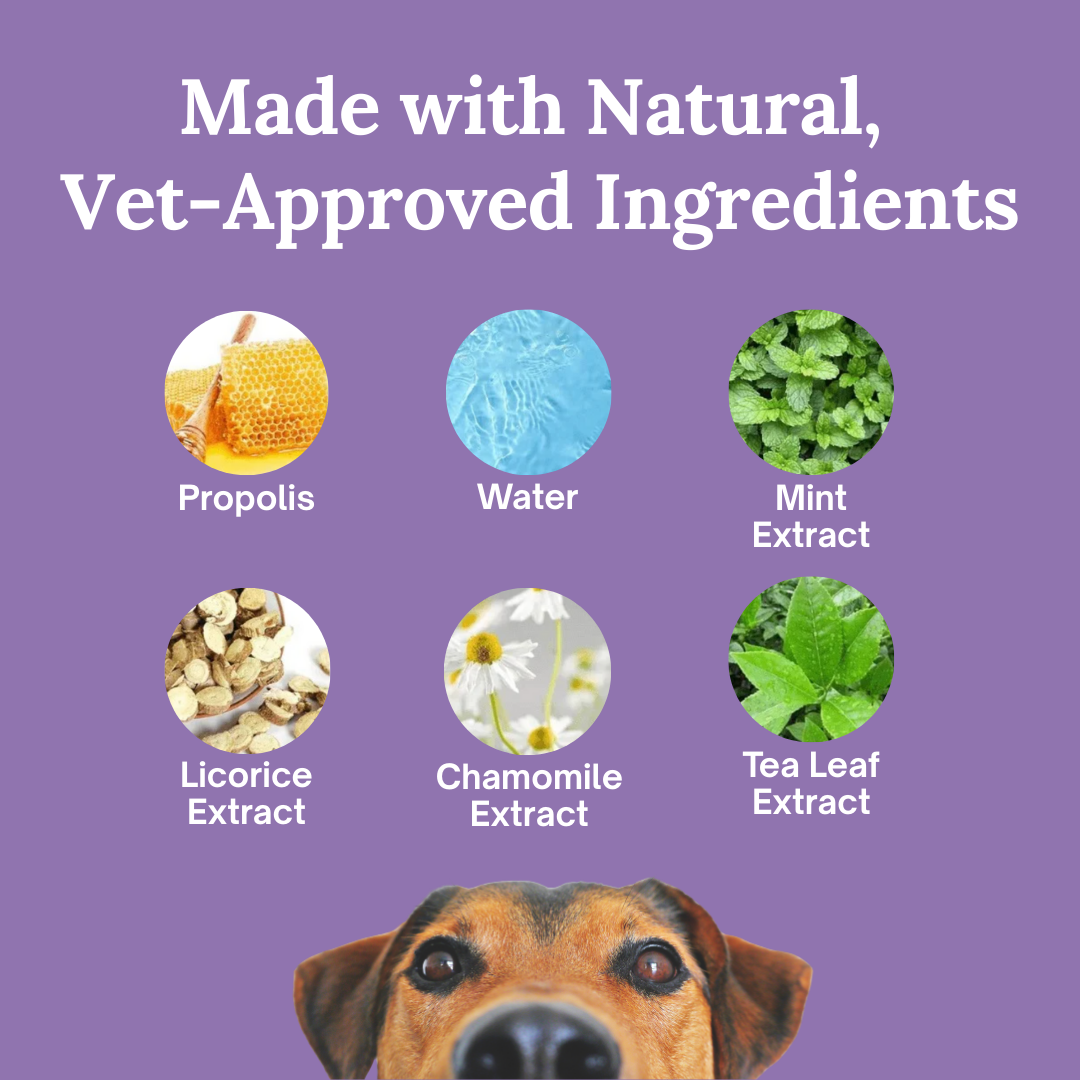 SmilePaws: The easiest way to protect your dog’s teeth — before problems start