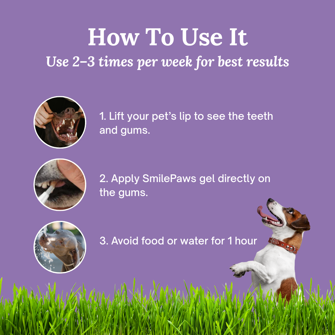 SmilePaws: The easiest way to protect your dog’s teeth — before problems start