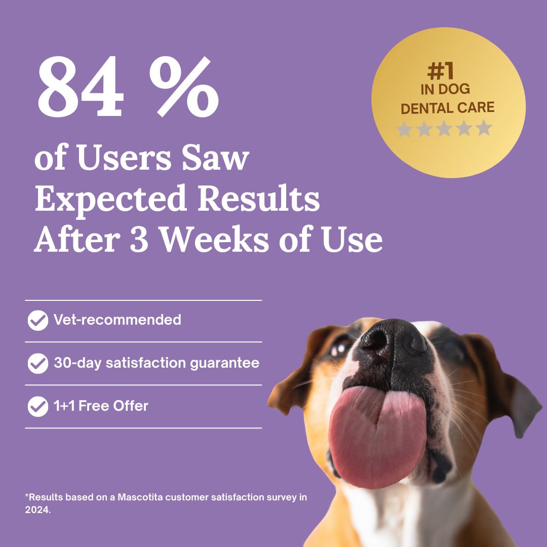 SmilePaws: The easiest way to protect your dog’s teeth — before problems start