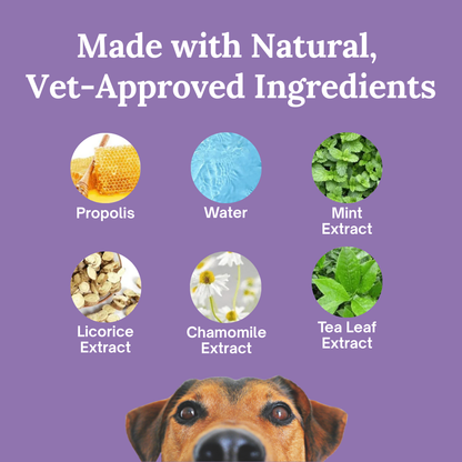 SmilePaws: The easiest way to protect your dog’s teeth — before problems start